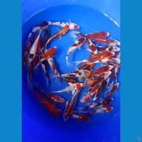 Mixx koi 15/20 40pcs