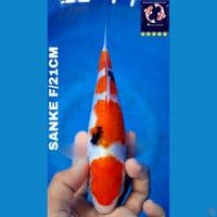 sanke 21cm
