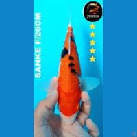 26cm sanke
