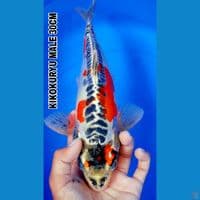 KIKOKURYU 30CM
