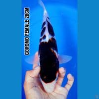 BUDHOGOROMO 28CM