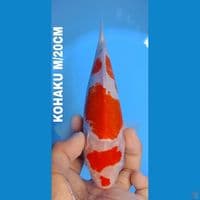 KOHAKU 20cm