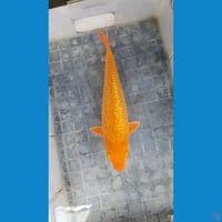 Red karamel 35cm fuull ginrin SQ