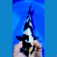 SHIRO SPECIAL HQ 27CM MALE