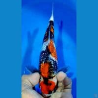 MARUTEN SHOWA GINDRIN HQ  22CM MALE