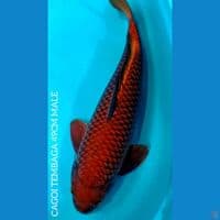 CAGOI TEMBAGA HQ 49CM MALE