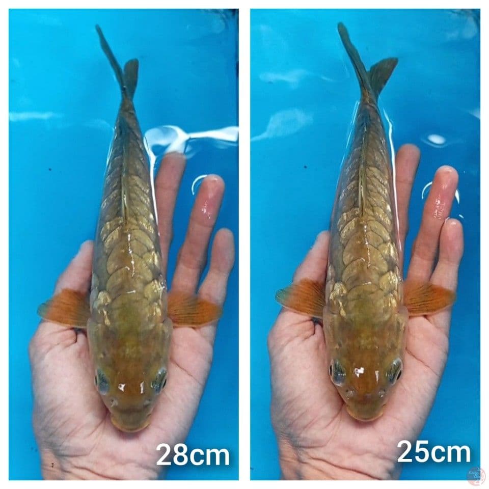 chagoi doitsu aragoke 25&28cm