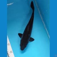 karashu 33cm