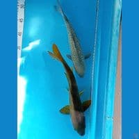 midori 30cm & soragoi ginrin 28cm