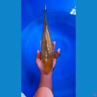 Caramel 37cm