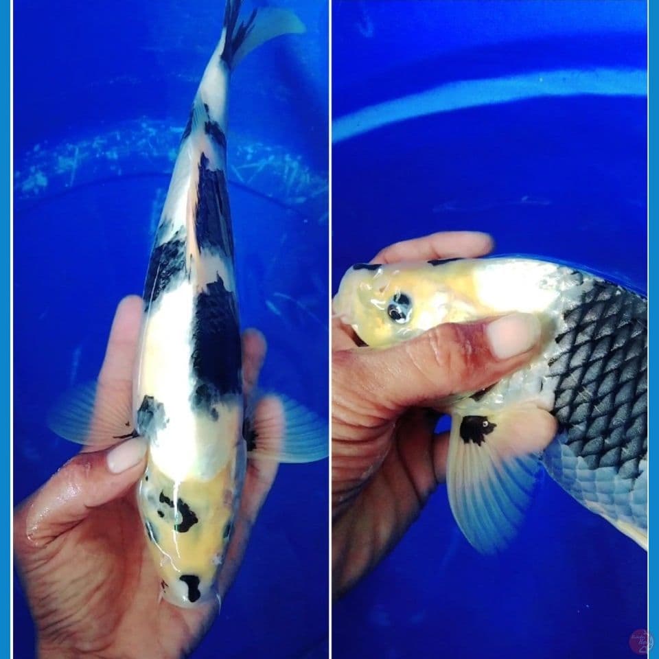 shiro utsuri punuk  35cm male original 