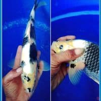 shiro utsuri punuk  35cm male original 