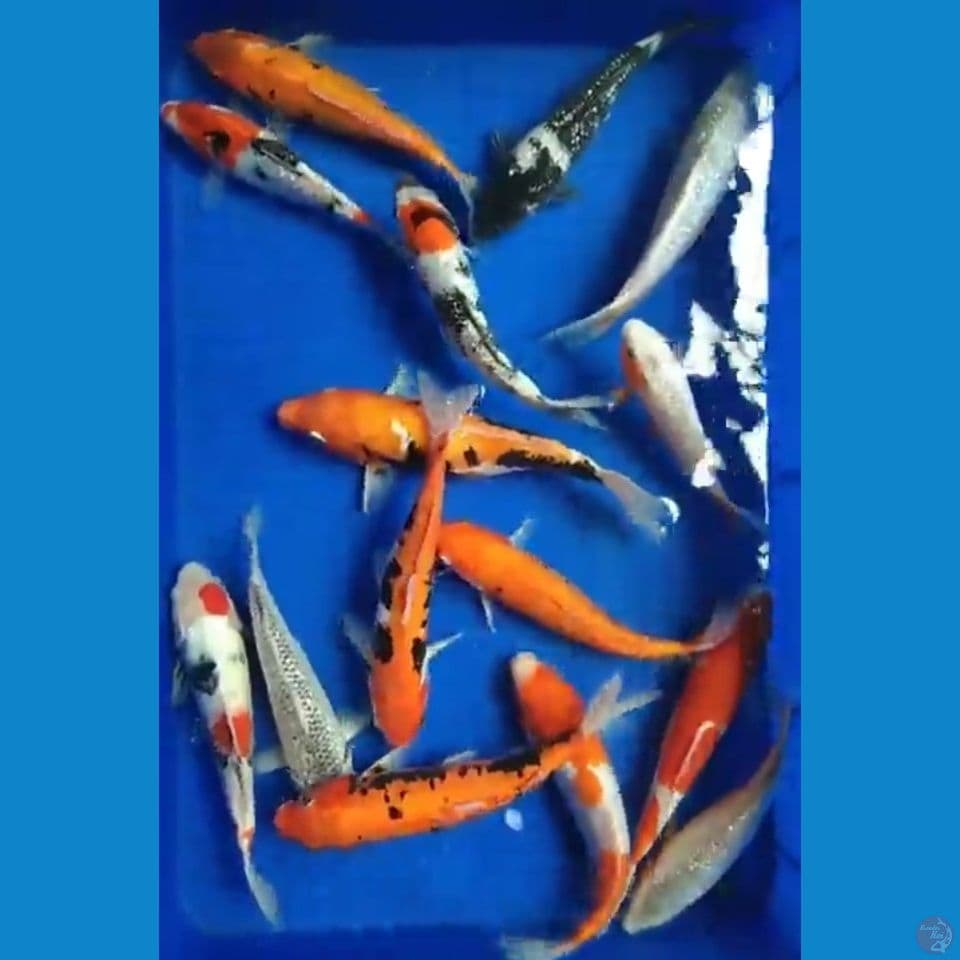 Paket 15 Ekor Campur 15 - 25 Cm