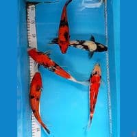 Ginrin 5 ekor 22-27cm