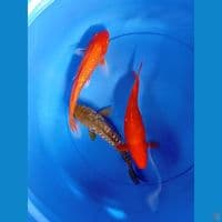 mix aragoke ginrin 3 ekor 25-27cm