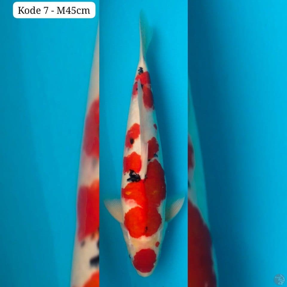 maruten 45cm male