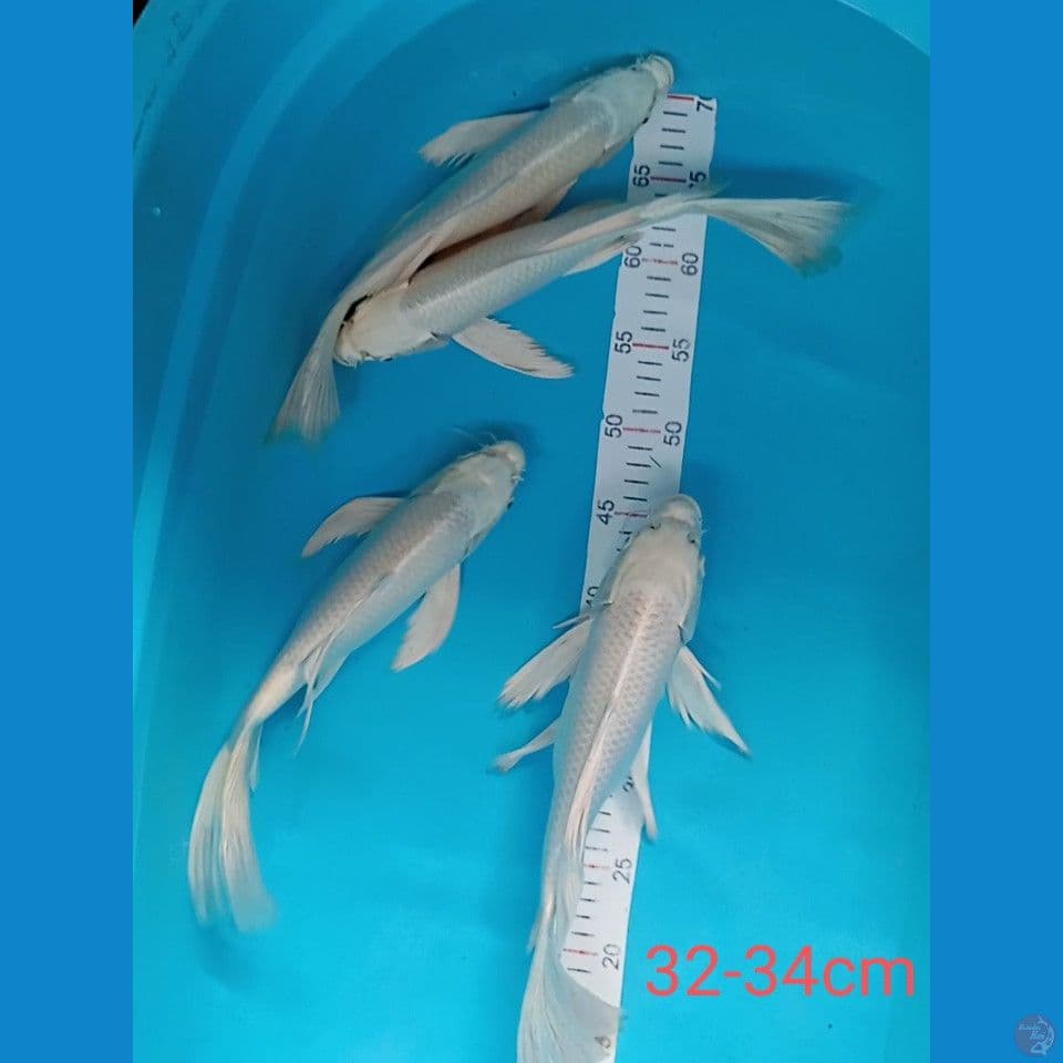 KUMPAY PLATINUM