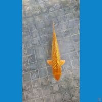 Karamel 23cm fuull ginrin istimewa ready show SQ