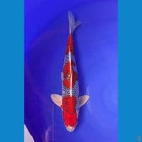 KUJAKU 37cm