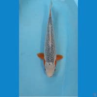 Asagi 41cm