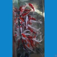 mix 31ekor 23-34cm