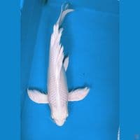 Kumpay Platinum punuk 39cm fm