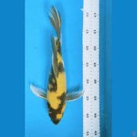 Kumpay utsuri 32cm fm