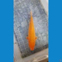 Karasi crown 30cm limited edition SQ