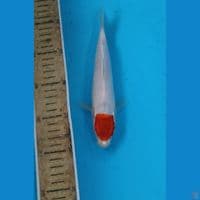 Tancho 21cm