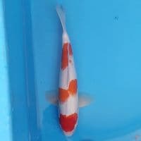 Kohaku ~35 M