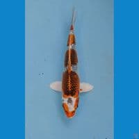 kujaku, 16 cm