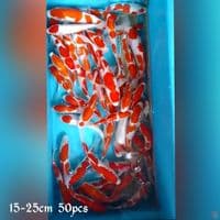 super mini 15-25cm 50pcs
