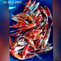 kikokuryu 2025cm 40pcs