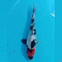 TANCHO SHOWA 24CM