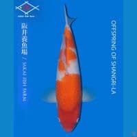 Sakai Kohaku 