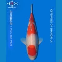 Sakai Kohaku