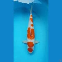 Kohaku Maruten 41cm. 