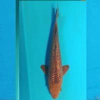 GINRIN KARAMEL 28CM