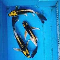 KUMPAY KABUTO  23-27 CM