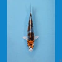 kujaku, 14 cm