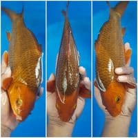 Coklat Caramel 30 cm 