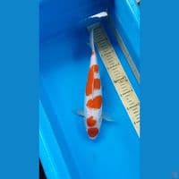Maruten Kohaku 33cm