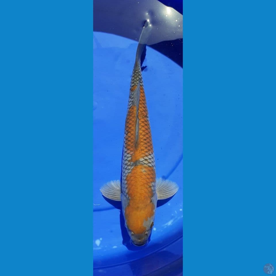 OCHIBA 40CM MALE