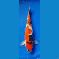 SHOWA DOIT 35cm Female