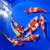 Kohaku strong 25-30cm 8pcs