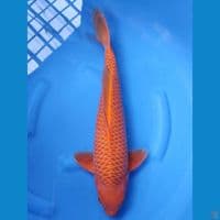 KARAMEL 50 CM MALE