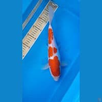 Kohaku 32cm