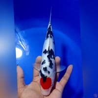 TC SOWA DOID 27CM