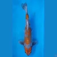 Ociba Kogane 31cm Male