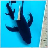 KUMPAY KARASU 31cm